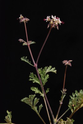 Pelargonium carnosum 01.JPG