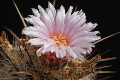 Thelocactus lausseri 2013 April24-1.jpg