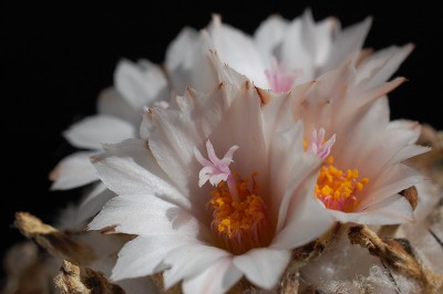 Turbinicarpus ysabelae 2013 April24-5.jpg