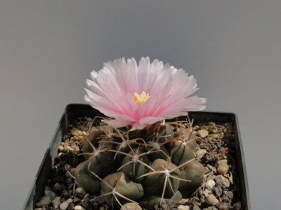 Thelocactus hexaedrophorus v. kuetae 2011 Juno18-3.jpg