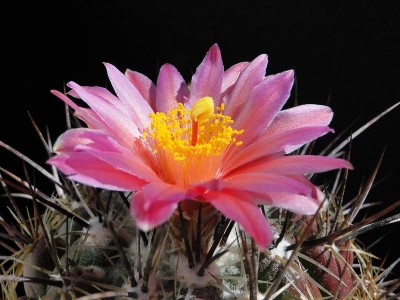 Thelocactus conothelos 2012 April30-4.jpg