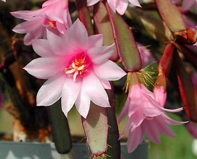 Hatiora rosea fl w.jpg