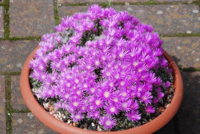 Trichodiadema densum 03.jpg