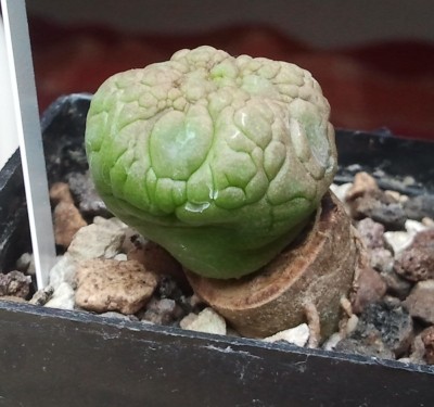 Pseudolithos eylensis