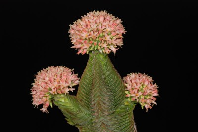 Crassula 'Buddah's Temple' 01.jpg