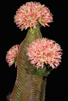 Crassula 'Buddah's Temple' 02.jpg