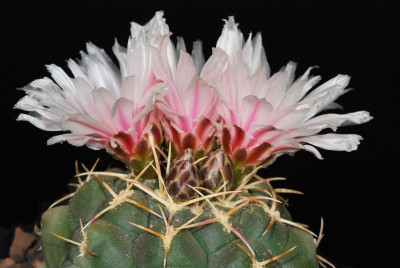 Thelocactus hexaedrophorus 01.JPG