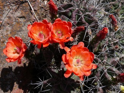 068 P1000964 Ecer. coccineus ssp. paucispinus.jpg