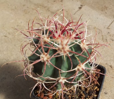 Echinocactus polycephalus