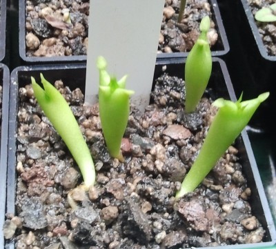 Hoodia macrantha