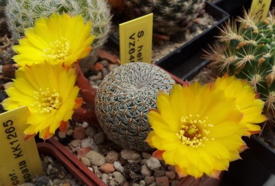 Sulcorebutia heliosoides