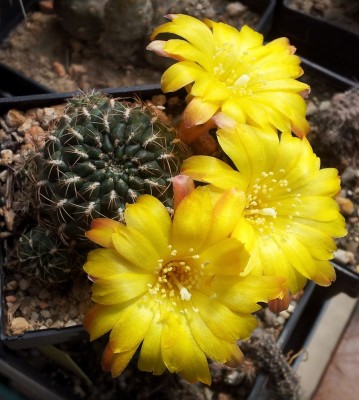 Sulcorebutia steinbachii var. gracilior WR459