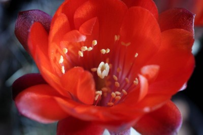 Rebutia pygmaea WR 745 03.JPG