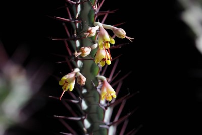 Euphorbia greenwayi 01.JPG