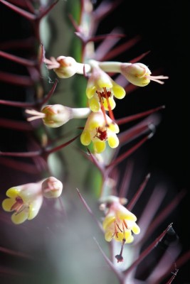Euphorbia greenwayi 02.JPG