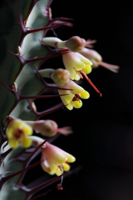 Euphorbia greenwayi 03.JPG