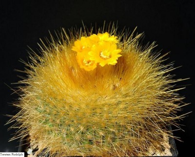 Parodia (2).JPG