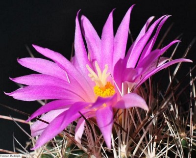 Coryphantha ramillosa.JPG