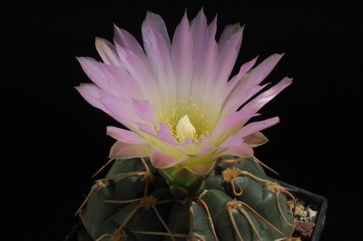 Gymnocalycium uruguayense MM191 2013 Mai30-1.jpg