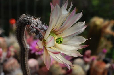 Echinocereus tamaulipensis, LaRoja 2013 Mai30-4.jpg