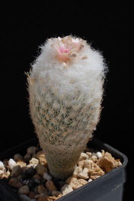 Epithelantha pachyrhiza v. elongata 2013 Juno03-3.jpg