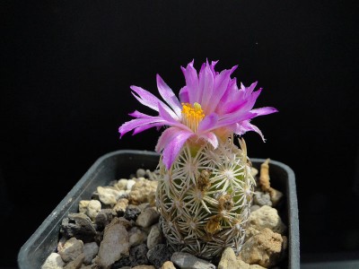 Escobaria minima 2013 Juno01.jpg