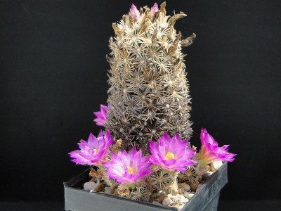 Escobaria minima ex Budich 2013 Juno01-2.jpg