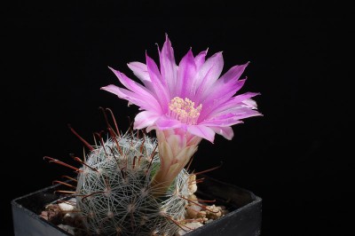 Mammillaria longiflora SB494 2013 Juno04-1.jpg