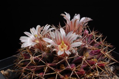 Mammillaria freuedenbergeri 2013 Juno04-3.jpg