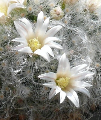 091 P1110045 Mammillaria albicoma.jpg