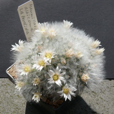 090 P1110046 Mammillaria albicoma,.jpg