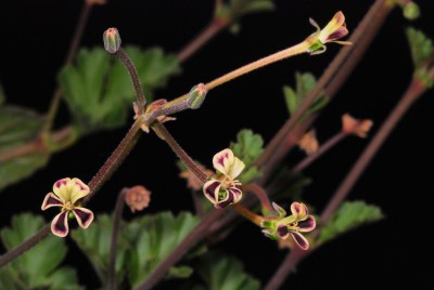 Pelargonium pulverulentum 01.jpg