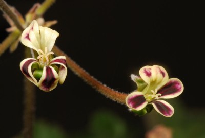 Pelargonium pulverulentum 02.jpg