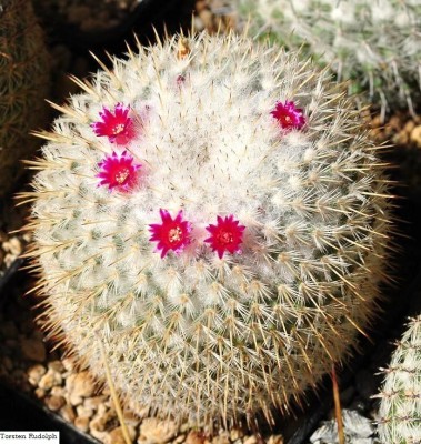 Mammillaria und Thelos 037.JPG