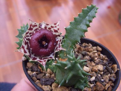 Huernia plowesii.jpg