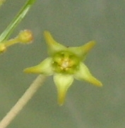 Brachystelma longifolium (Morgenzon), 1cm Durchmesser