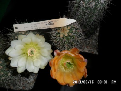 Ecc. coccineus ssp.rosei AG11<br />New.Mexico, Jarilla MTS
