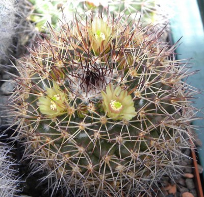 Mammillaria rubida  L1203