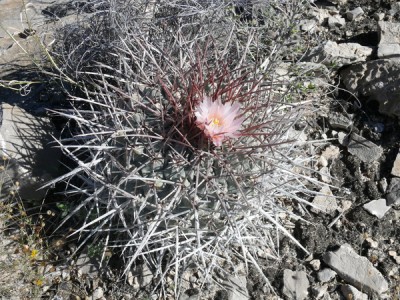 097 P1040157 Thelocactus nidulans, adulte Pflanze.jpg