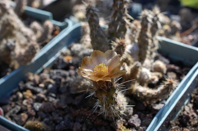 Pterocactus fischeri HPT376 2013 Juno17-4.jpg