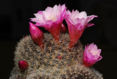 Rebutia narvacensis 01.JPG