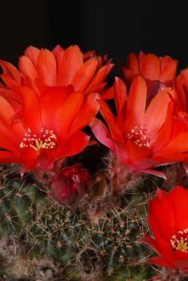 Rebutia spec. 04.JPG