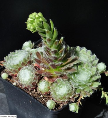 sempervivum 006.JPG