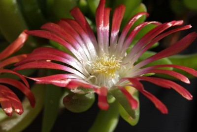 Delosperma dyeri 'Red Mountain' 04.JPG