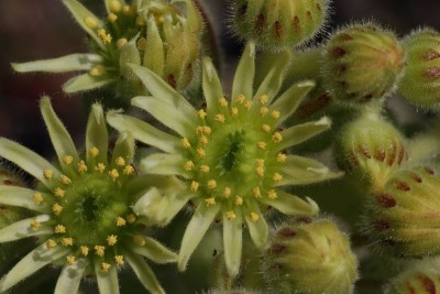 Sempervivum ciliatum 02.JPG