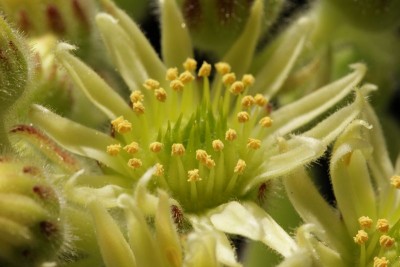 Sempervivum ciliatum 03.JPG