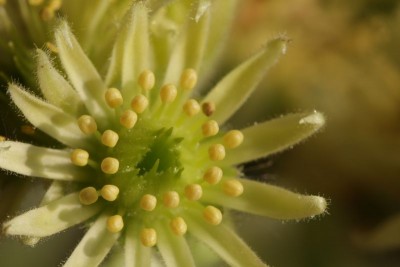 Sempervivum ciliatum 05.JPG