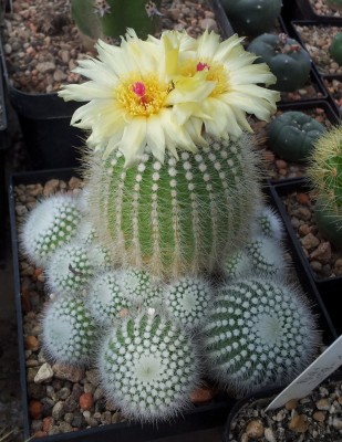 Notocactus scopa subsp. marchesii DV73d