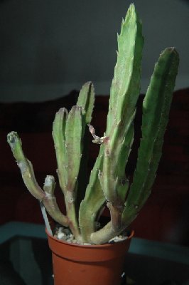 Stapelia_Pilz_2_100.jpg