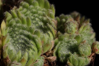 Sempervivum ciliatum.JPG